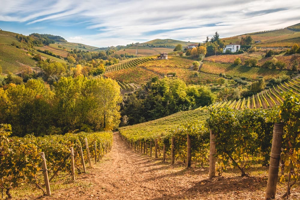 langhes barbaresco nds